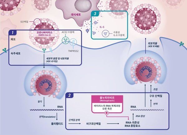 몰누피라비르의 작용 원리. 바이러스의 유전체 조립 과정에 끼어들어 비정상 복제를 유발한다. /MSD