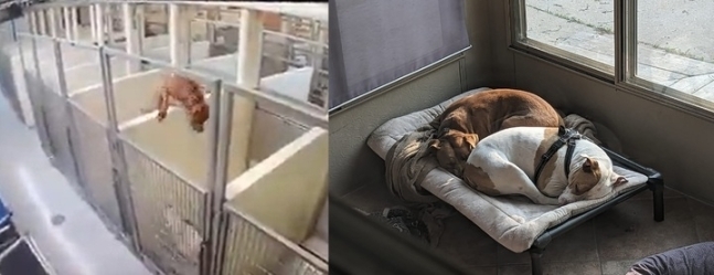 옆방에 있는 친구를 보기 위해 벽을 뛰어넘은 강아지 '브렌다'의 모습과 입장자의 집에 함께 잠든 모습이다.