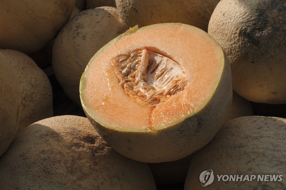 <strong>캔털루프 멜론 리콜.</strong>