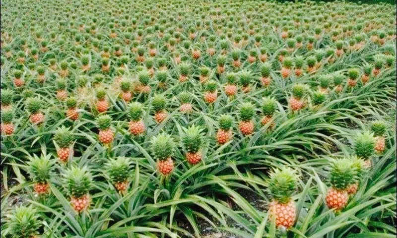 pic