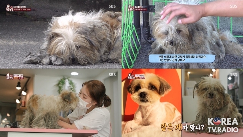 '동물농장', 누더기견에서 환골탈태 한 시추, 최고 시청률 9.1%
